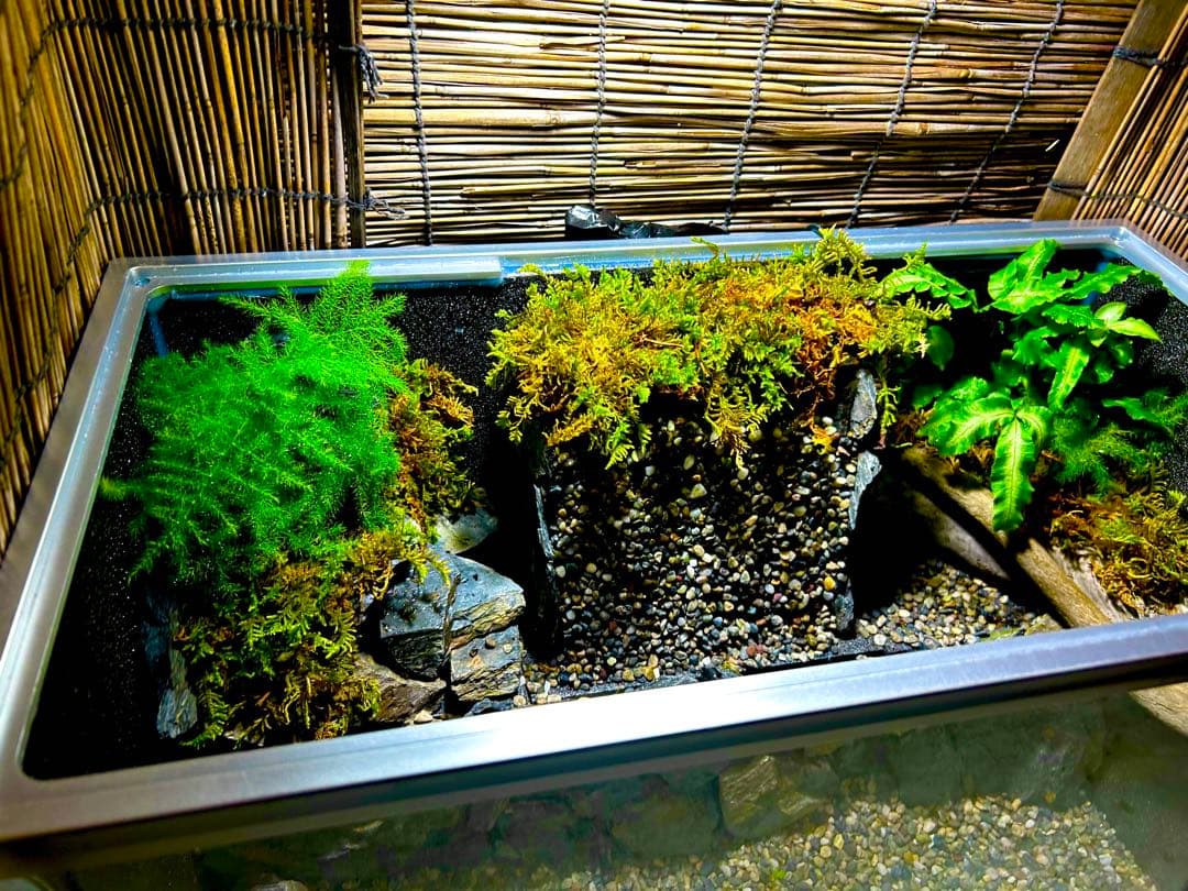 水の流れる滝テラリウム水槽　苔テラリウム　50センチ