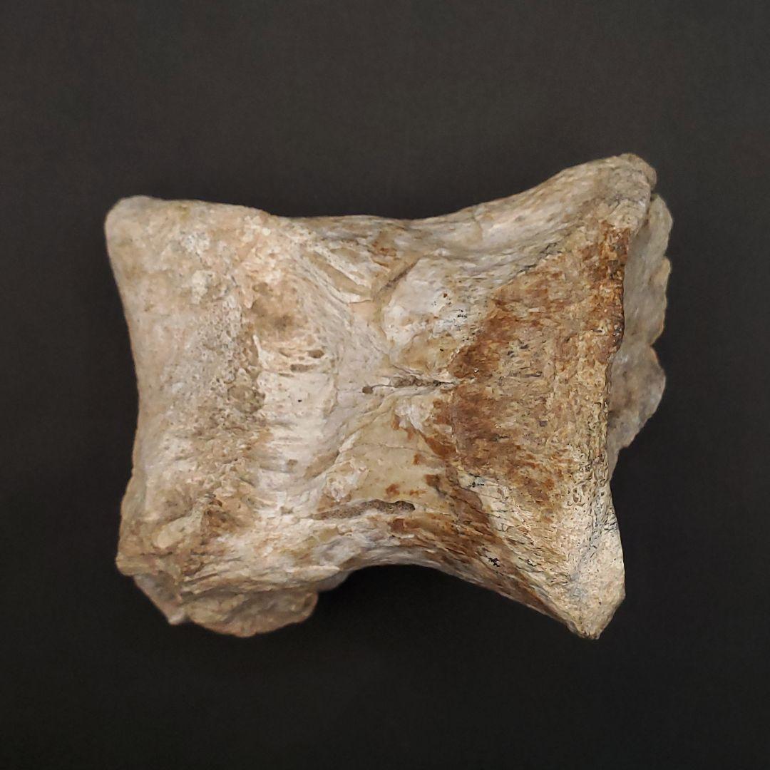 希少 ティラノサウルス類 化石 骨 恐竜 ゴビ砂漠産101.33mm  fr87