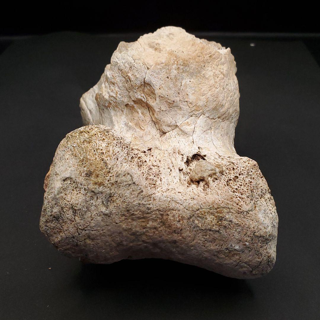 希少 ティラノサウルス類 化石 骨 恐竜 ゴビ砂漠産101.33mm  fr87