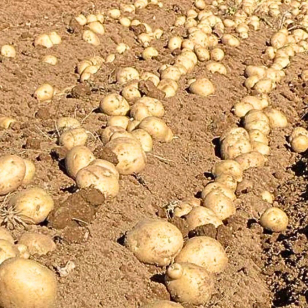 特大　馬鈴薯　じゃがいも　玉ねぎもあるよ　02