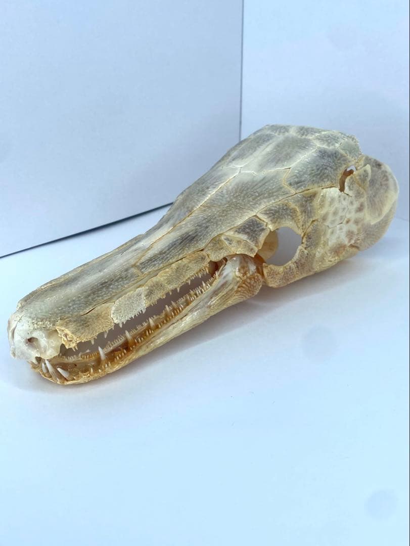 アリゲーターガー　頭骨