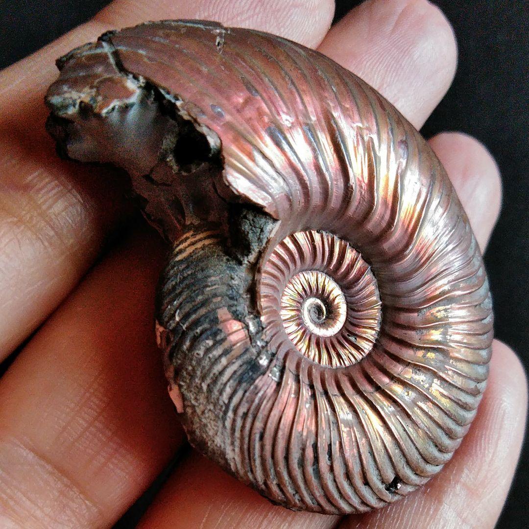 化石　骨格　標本　パイライト　アンモナイト　50mm　レッド系