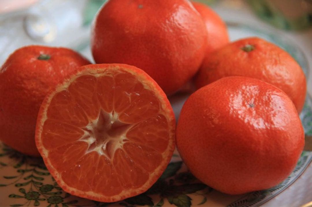 小原紅早生みかん 産地直送 坂出市産　新鮮　ひと冬大量20kg