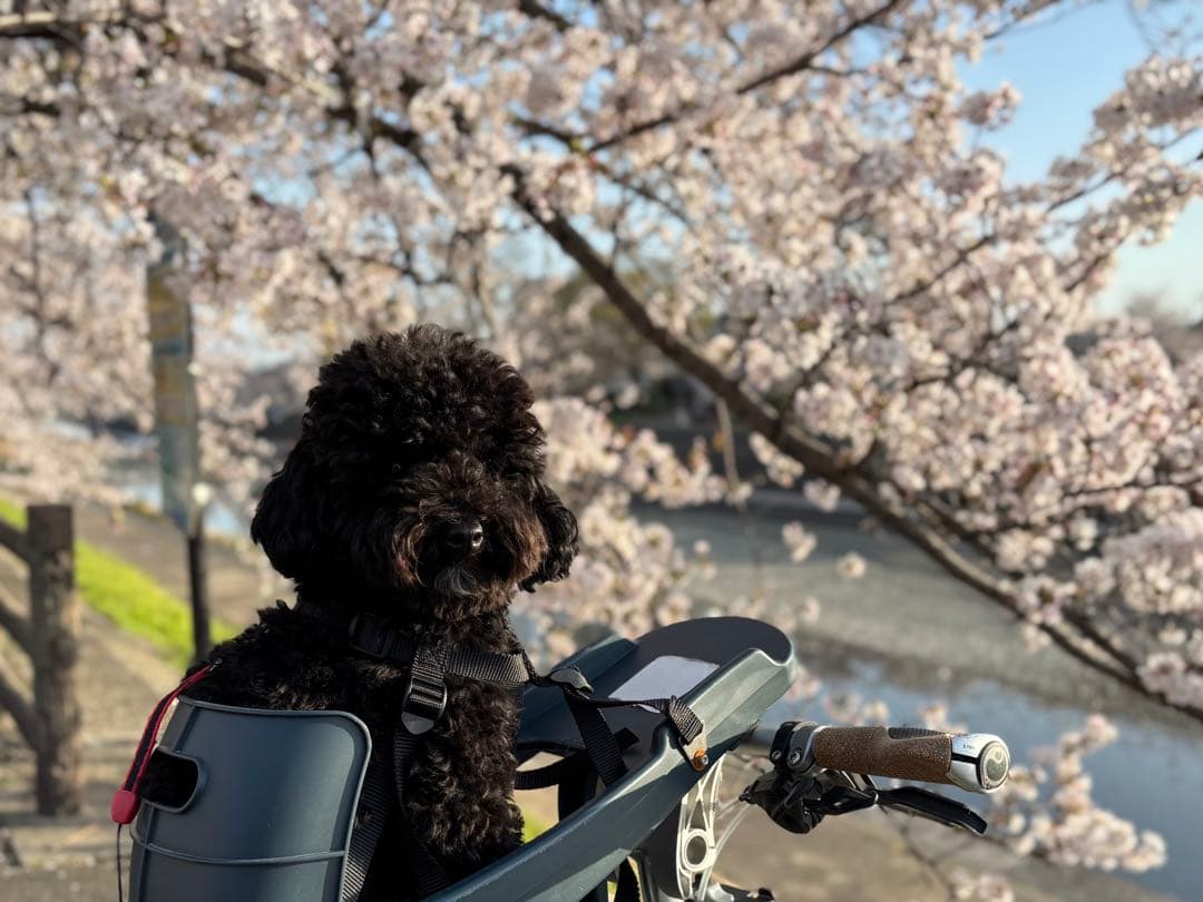 【最終値下げ】バディーライダー　Buddy Rider