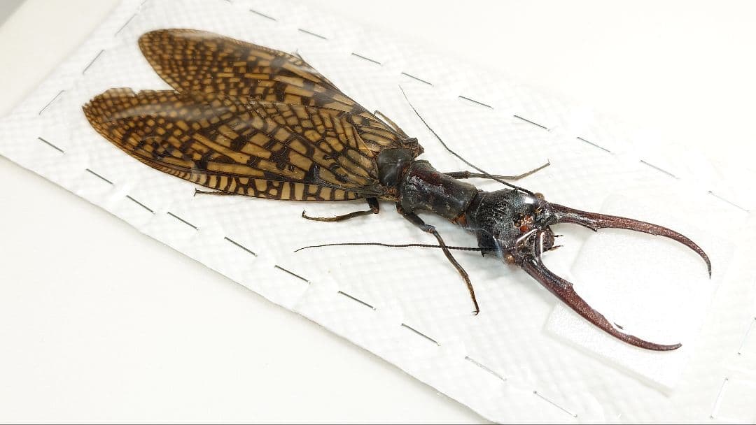 巨大！ヘビトンボ標本　15cm級