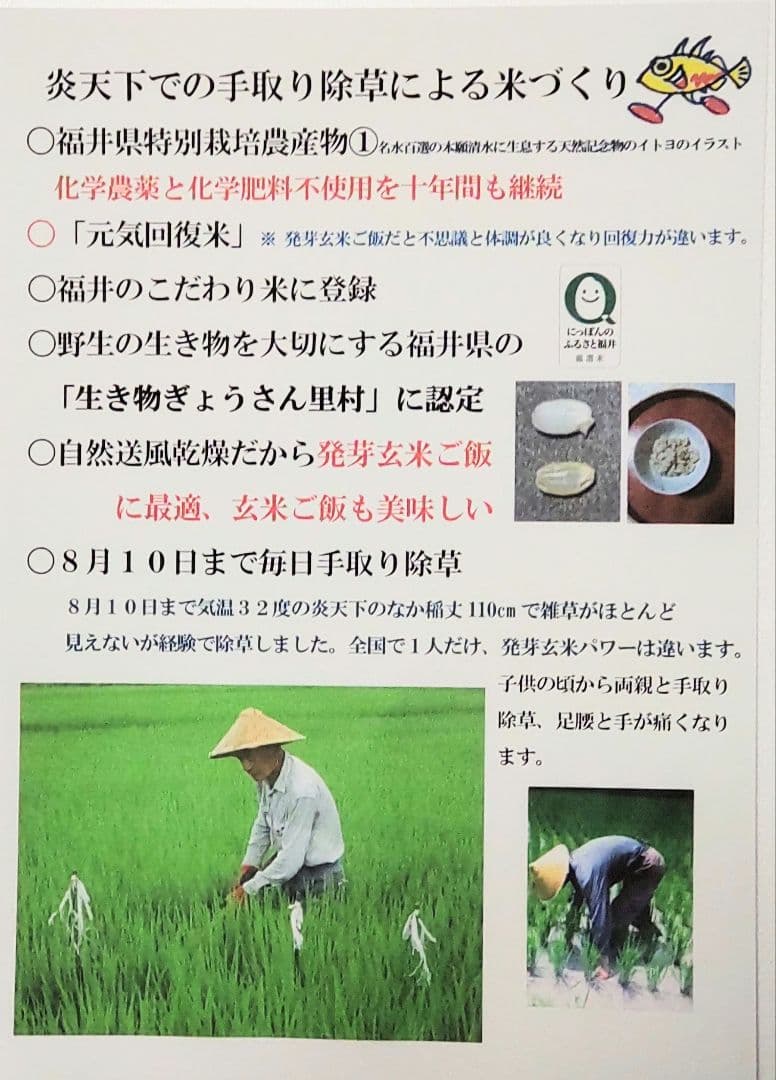 他の米とは手間が百倍 発芽用玄米10kg ７年産コシヒカリ 特栽① 農薬等不使用
