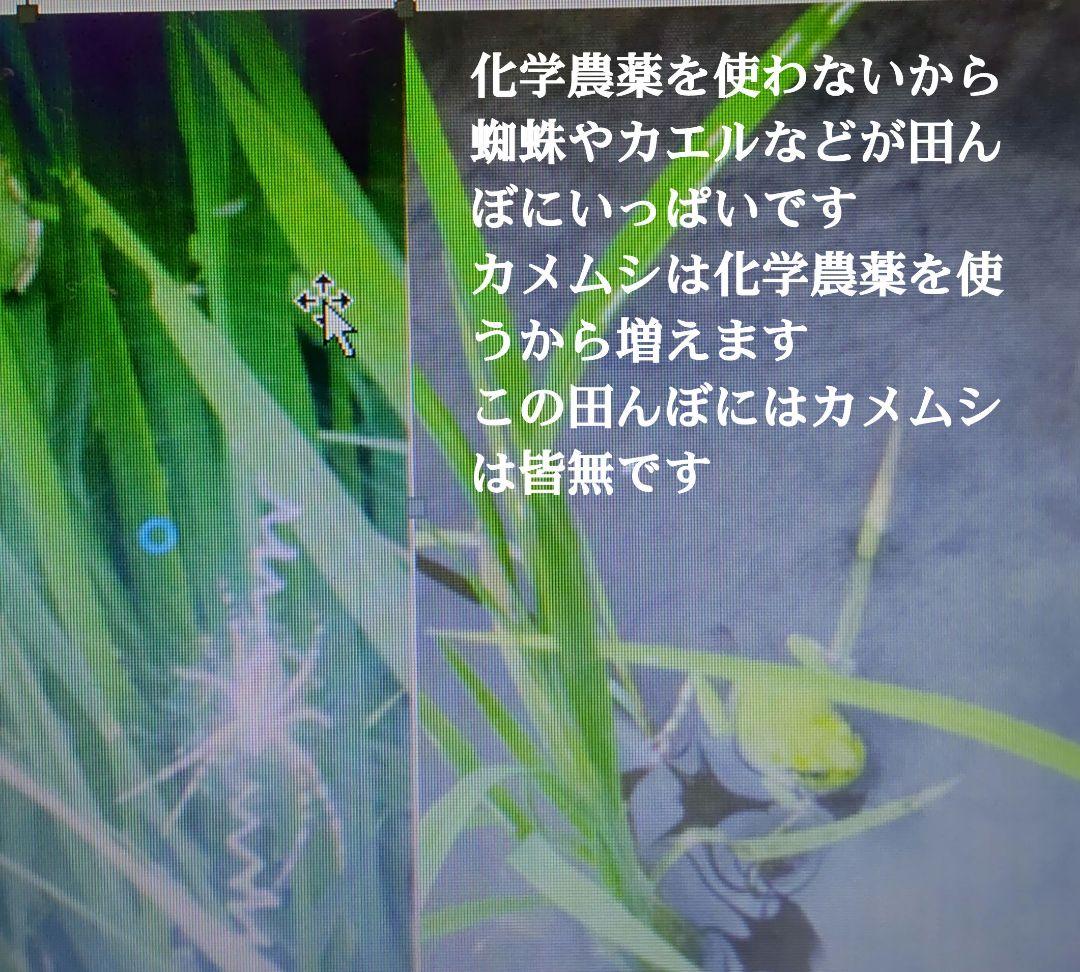 他の米とは手間が百倍 発芽用玄米10kg ７年産コシヒカリ 特栽① 農薬等不使用