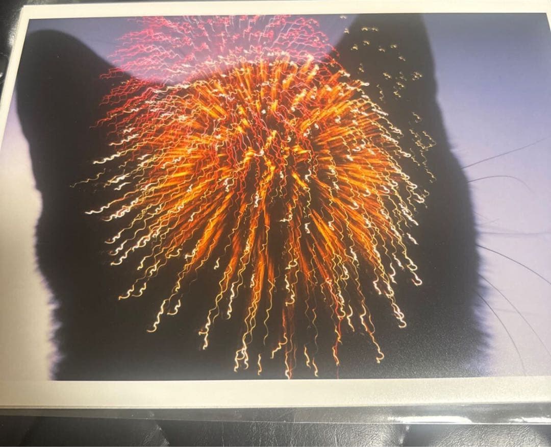 深瀬昌久　fukase masahisa サスケ写真　募金プロジェクトのめに制作