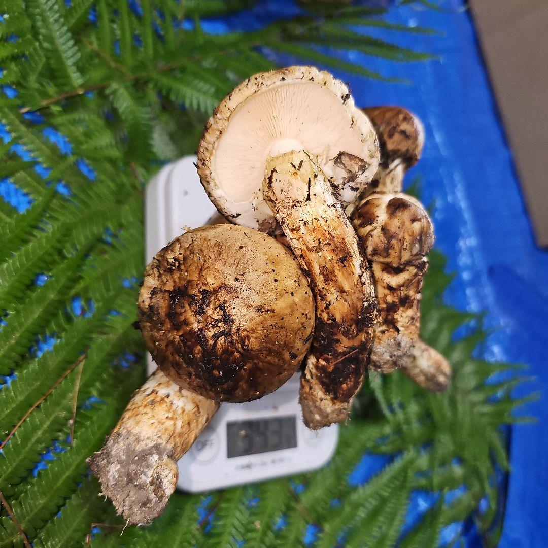 広島県産 松茸 343g　松竹梅さま専用