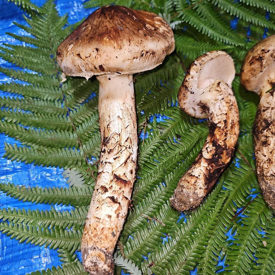 広島県産 松茸 343g　松竹梅さま専用