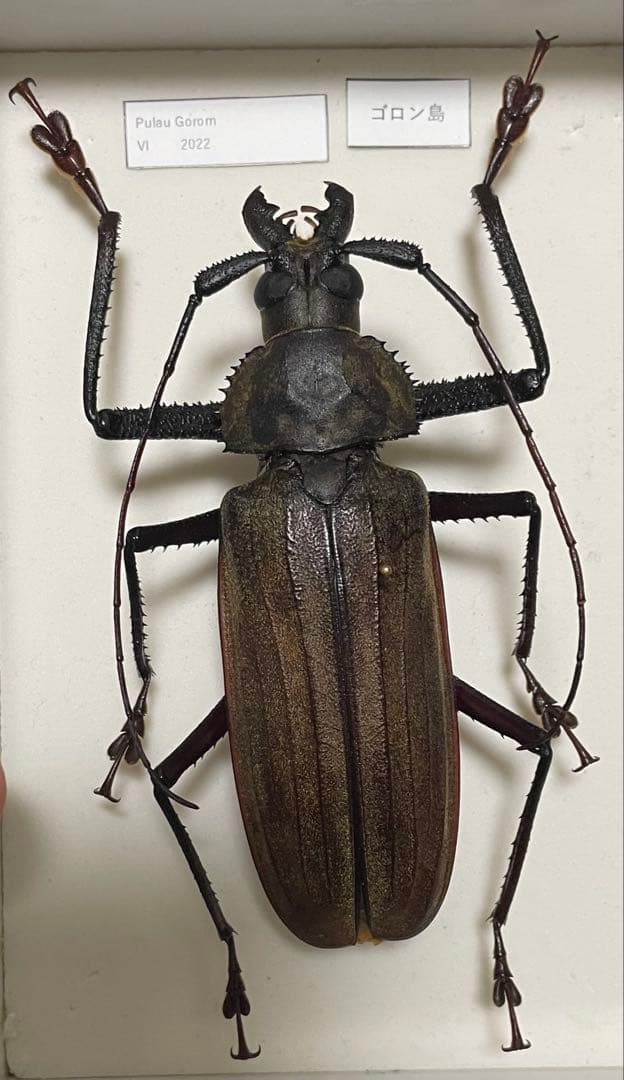 ゴロン諸島　スジバネウスバカミキリ　標本