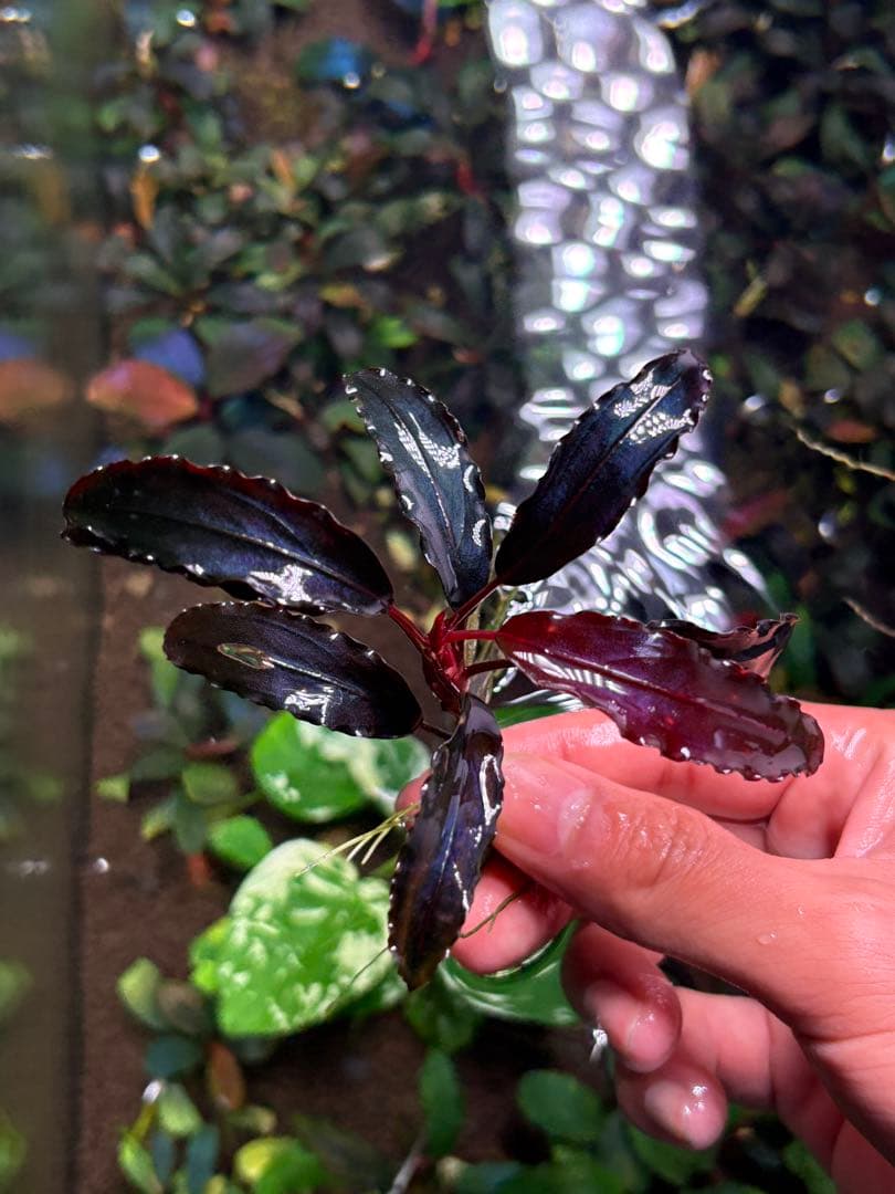 joy(プロフページ