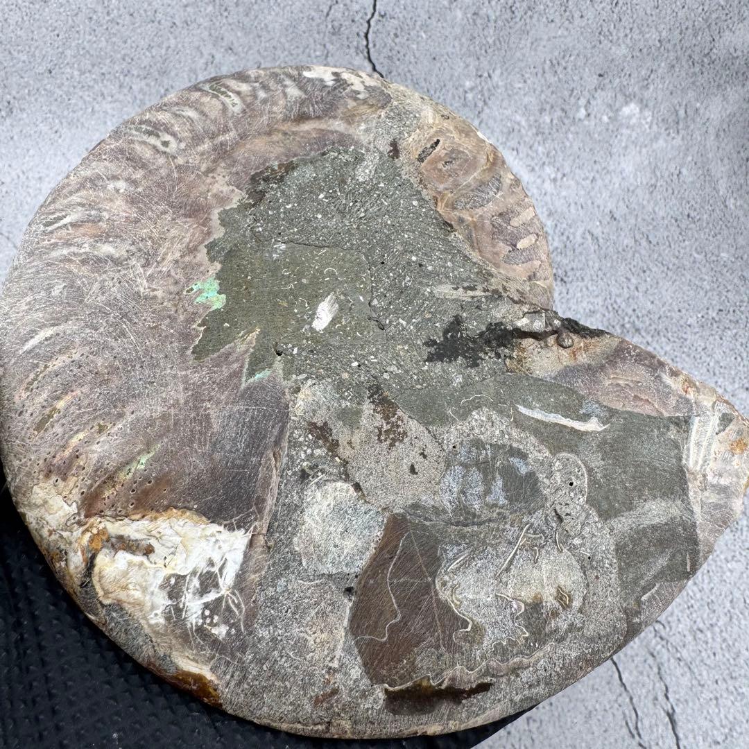 G-137天然アンモナイト 化石 左右対称ペアスライス 台座付き 鑑賞標本