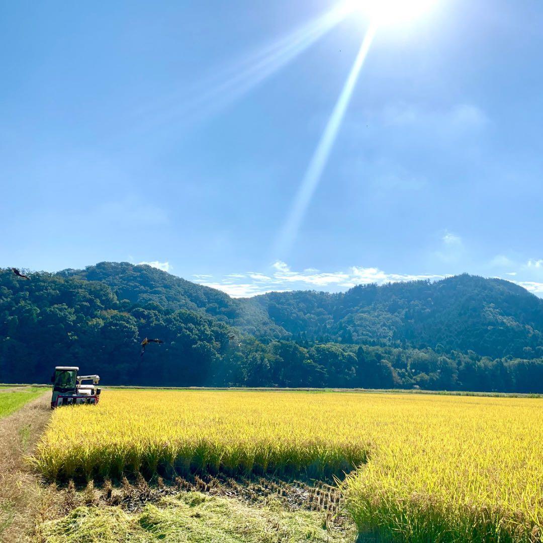 令和6年度産 コシヒカリ 30キロ 白米 送料無料！