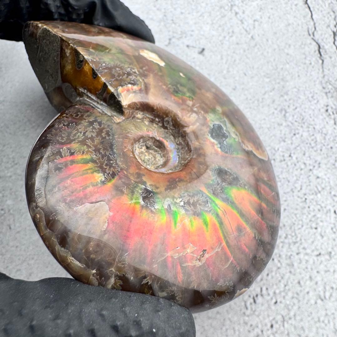 G-76天然アンモナイト原石　游色多色アンモナイト化石 天然石　コレクション標本