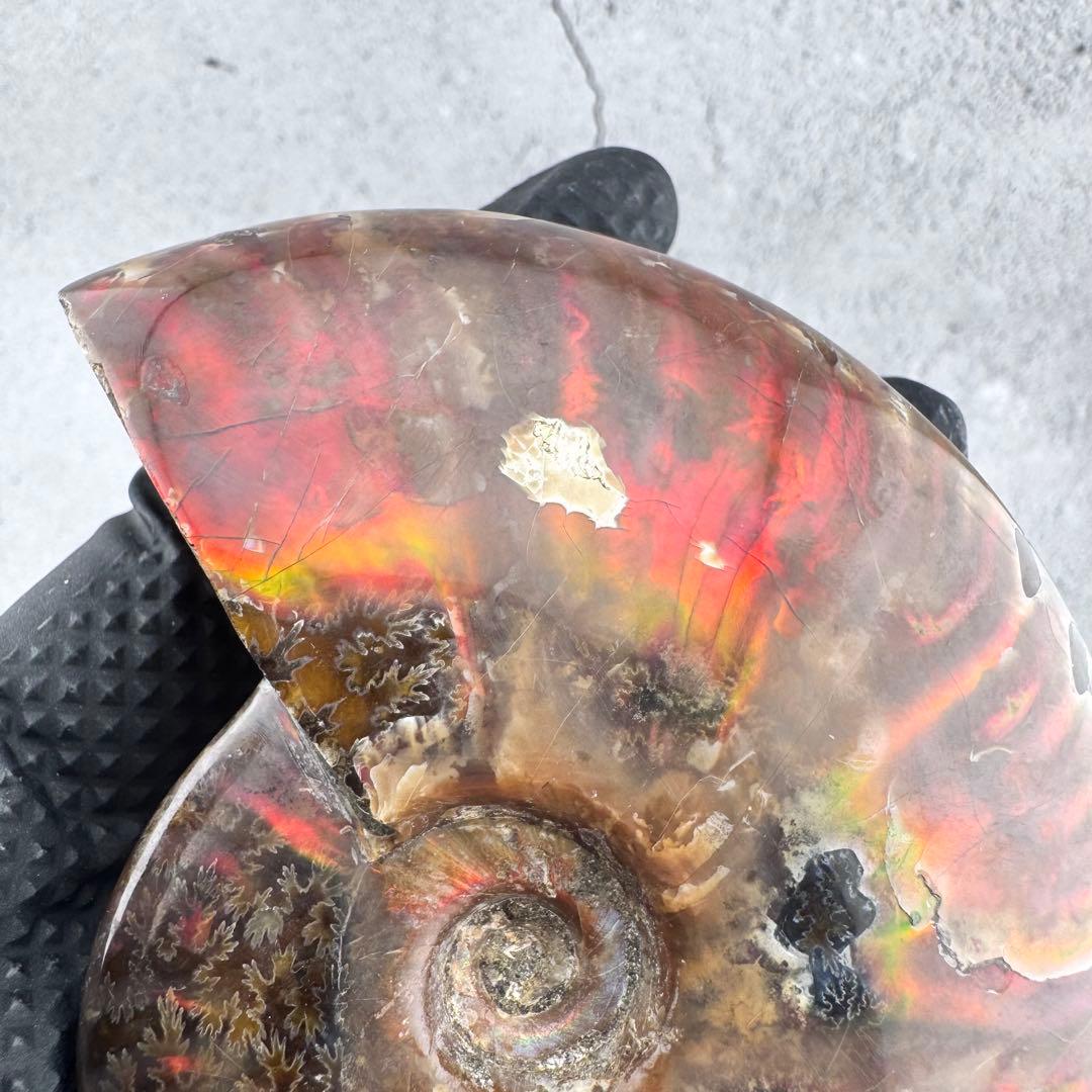 G-76天然アンモナイト原石　游色多色アンモナイト化石 天然石　コレクション標本