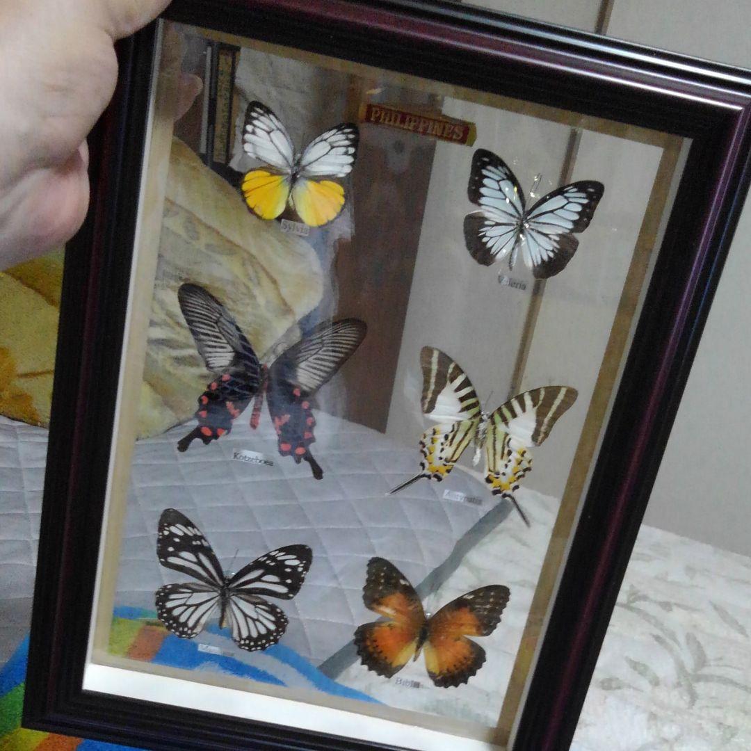 ！蝶蝶の標本!