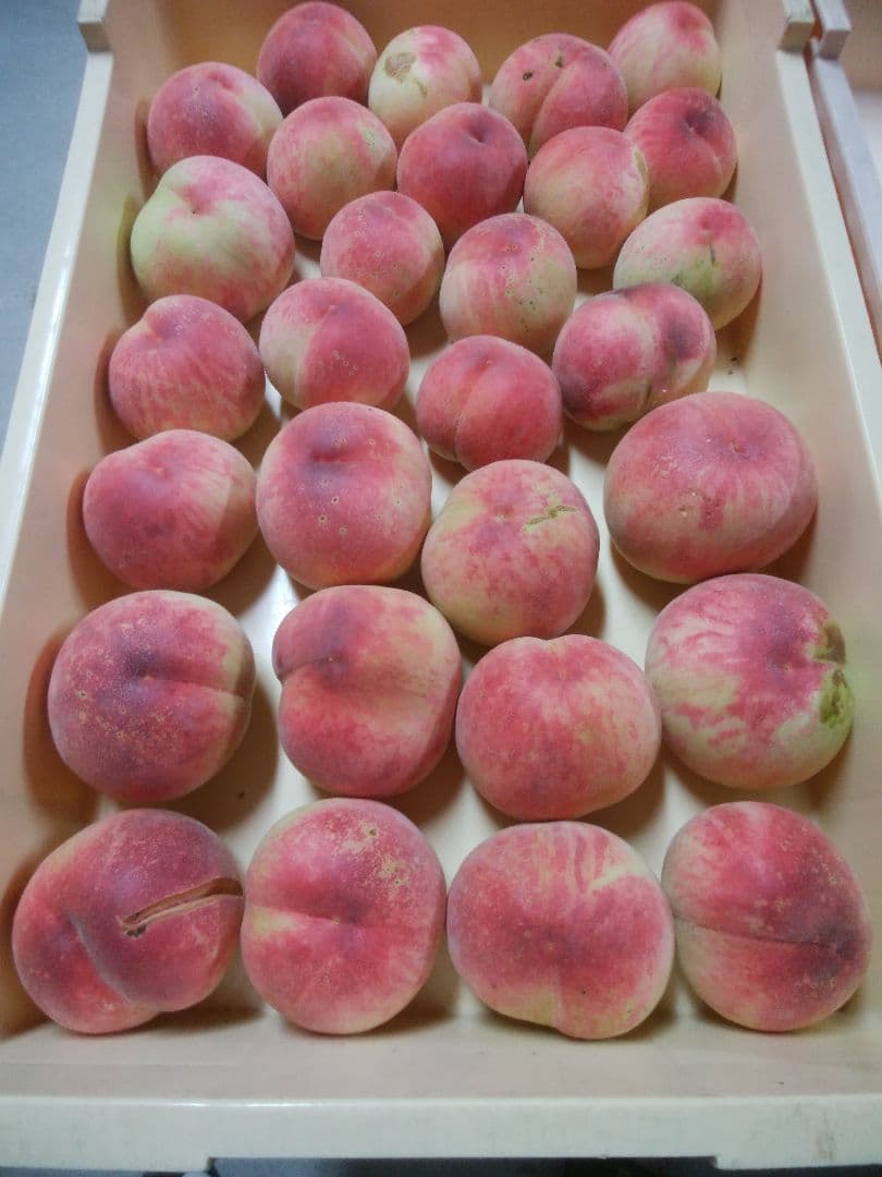 tatsugiriさん専用　特大　桃　さくら白桃　わけあり　10kg