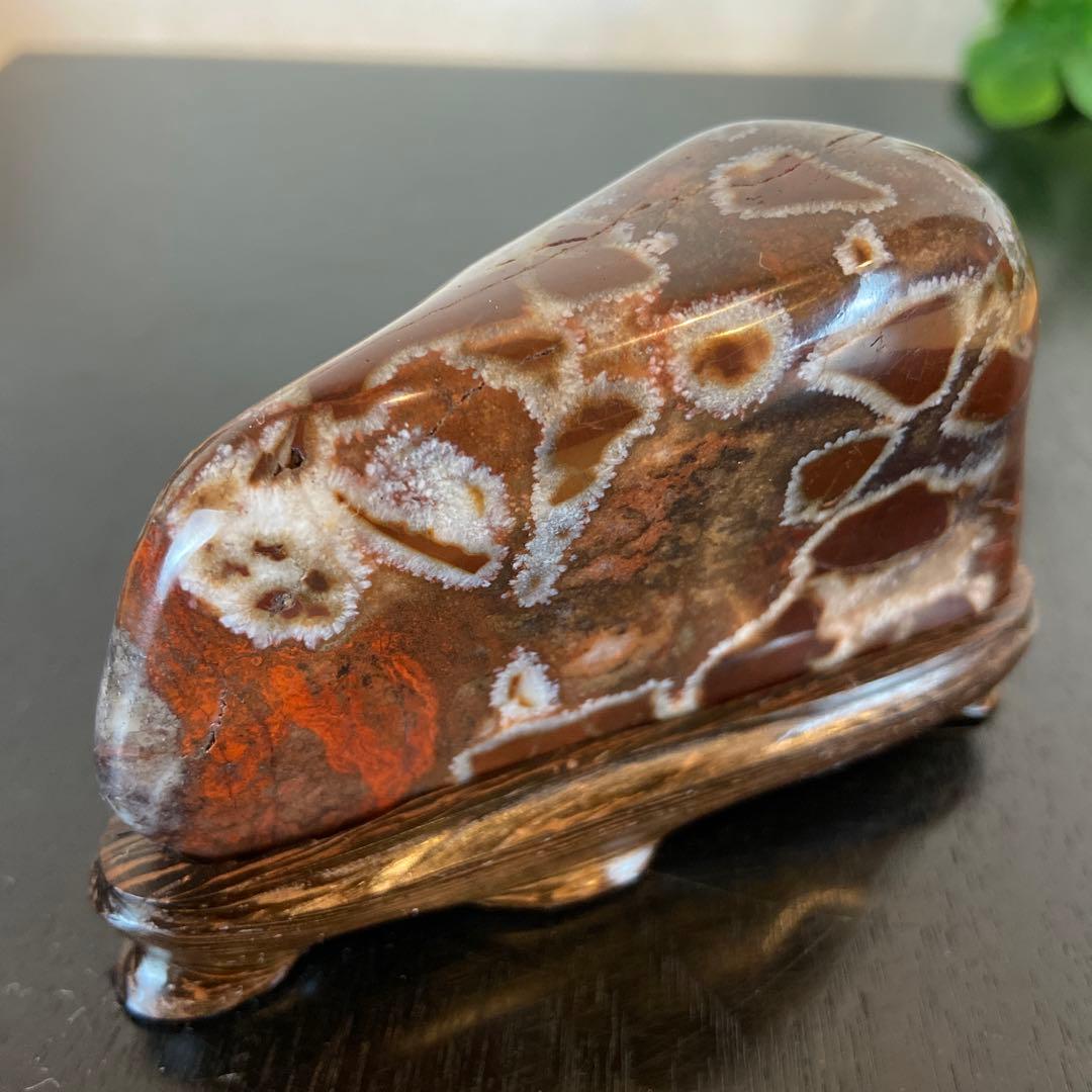 菊花石　★鑑賞石　美石　水石　盆栽