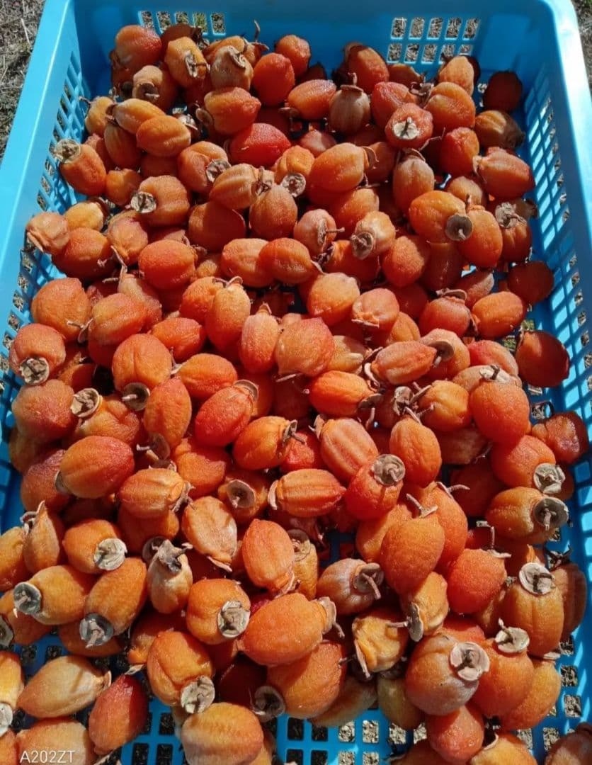 市田柿袋詰め500gGIマーク固め×６袋