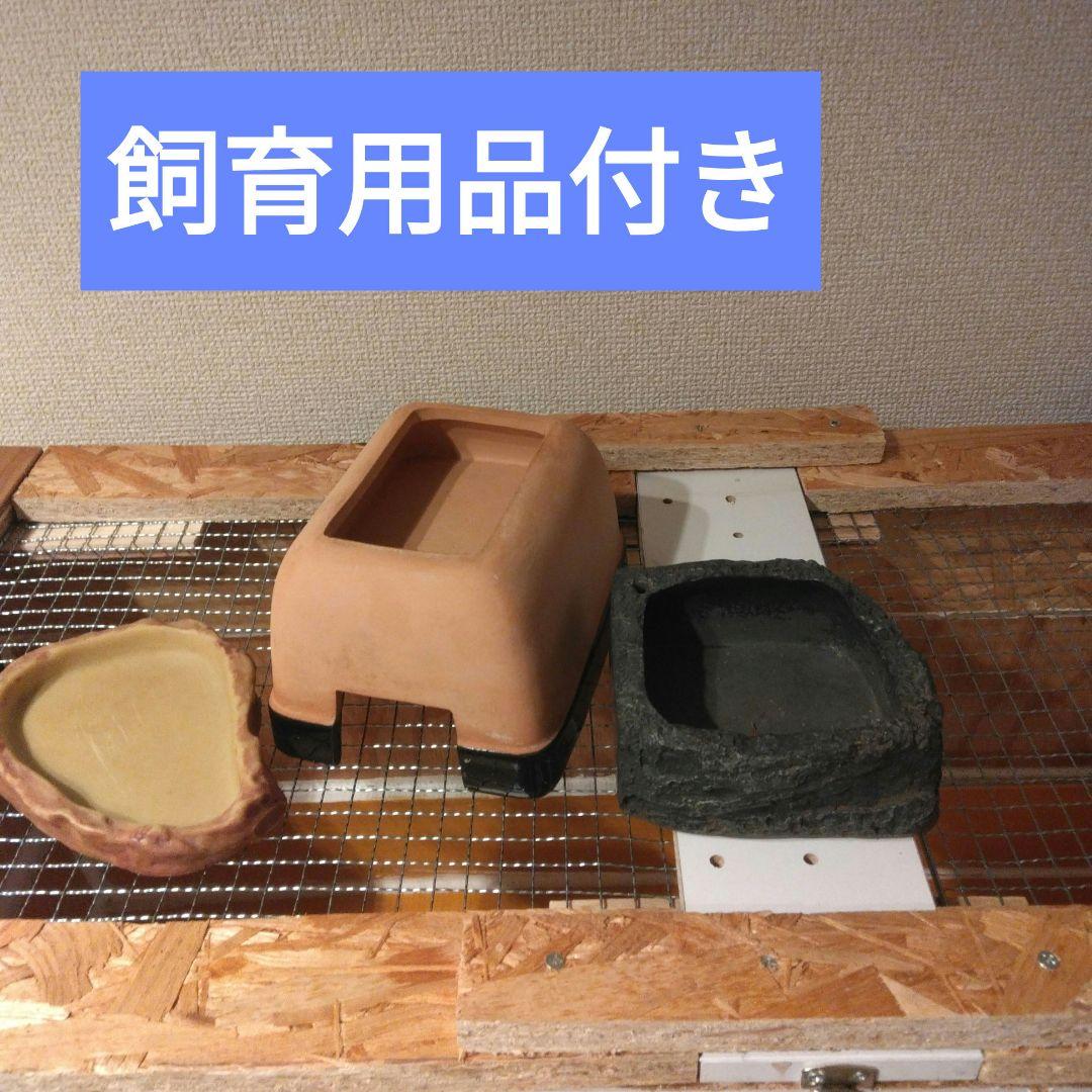 今期ラスト！自作爬虫類ケージ飼育セット