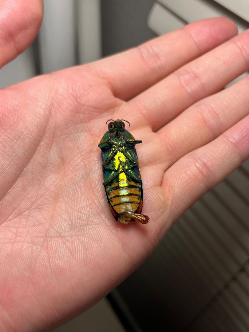 【35mm♂】スハンダエオウサマムカシタマムシCalodema suhandae