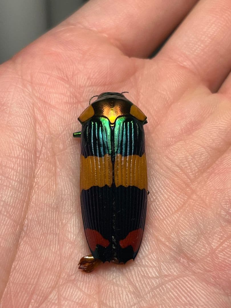 【35mm♂】スハンダエオウサマムカシタマムシCalodema suhandae