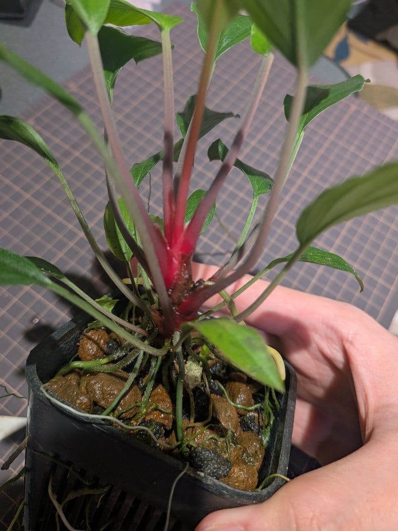 Homalomena sp.\"緑備\" PP-241104-1 親株 正規タグ付き