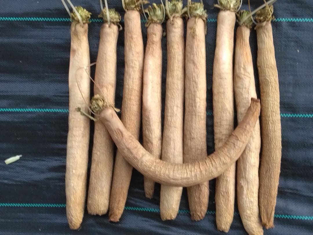 【あまざけ】さん専用の商品