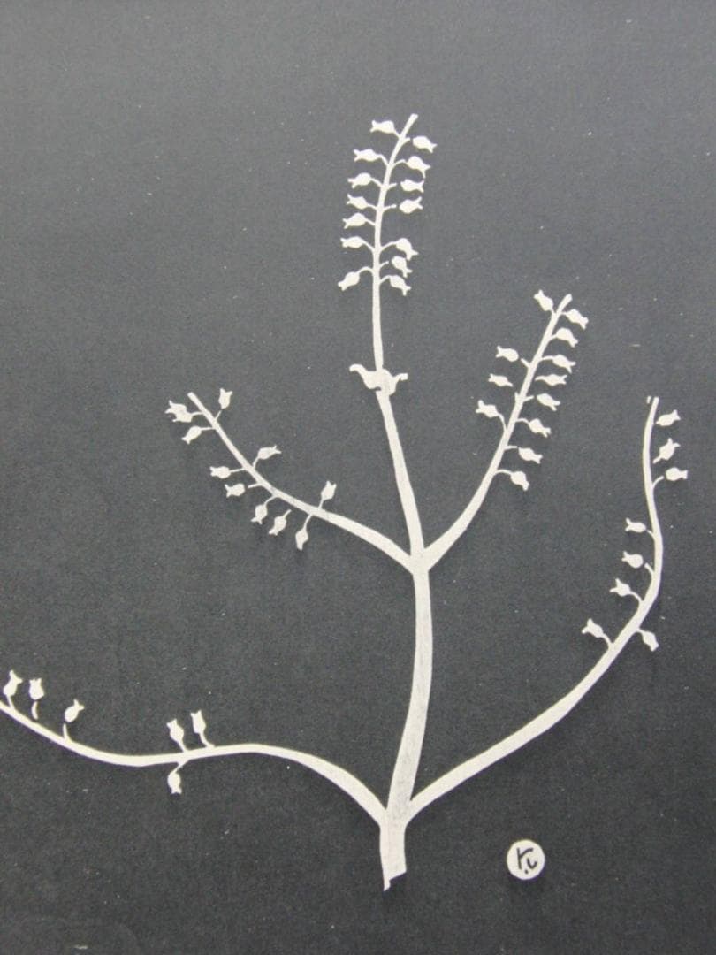 長谷川潔、種子草、厳選、希少画集・額装画、新品高級額 額装付