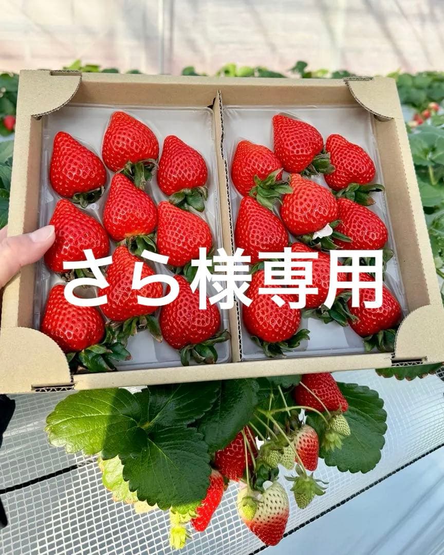 埼玉県プレミアムいちご あまりん 4パック入り