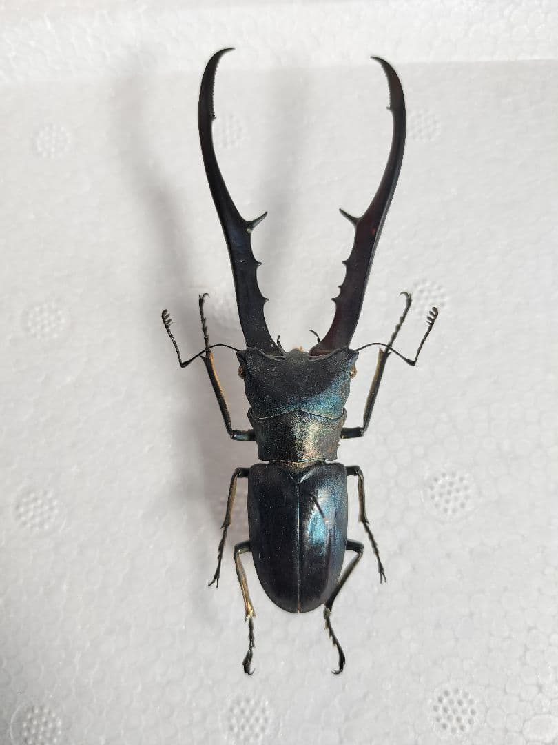 ブルー系メタリフェルホソアカクワガタ標本2♂セット