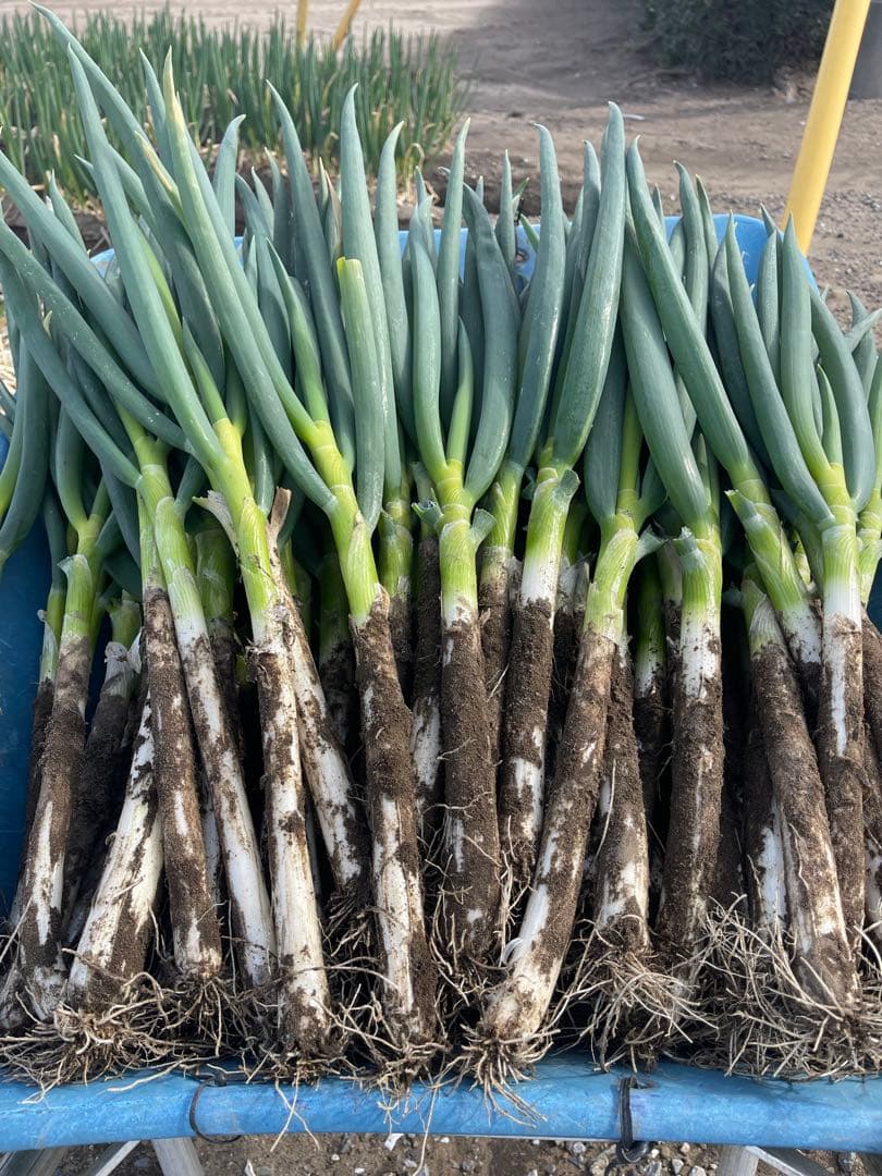 （28）農家直送千葉県産ミネラル豊富な長ネギ20㎏おまけ付き