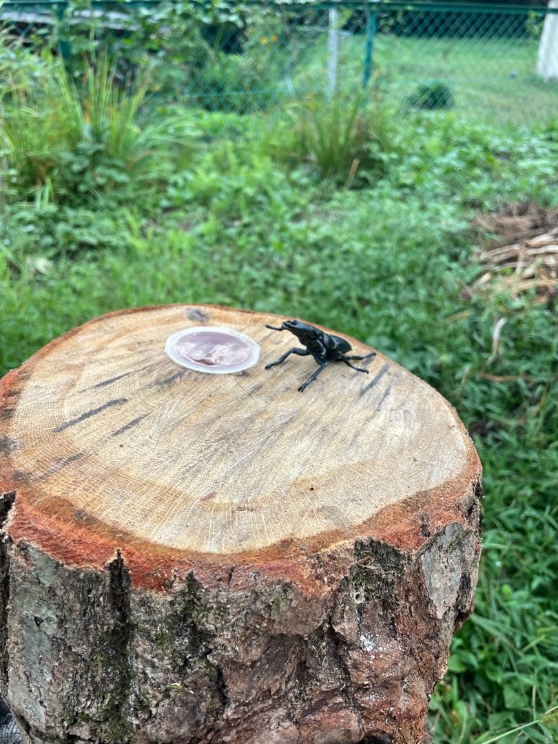 クワリウム　特大サイズ　シェルター　登り木　エサ台