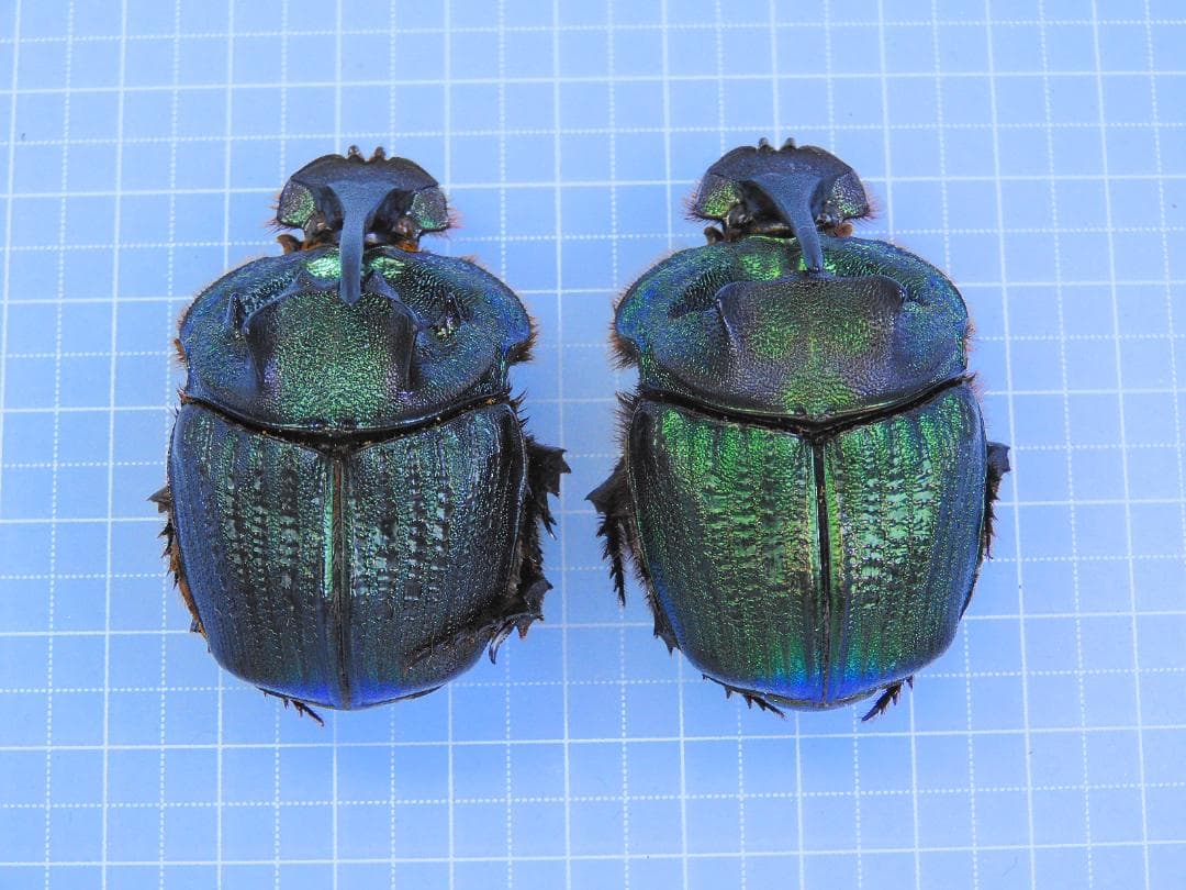 特大!! エンシフェールニジダイコクコガネ 49mm 49mm