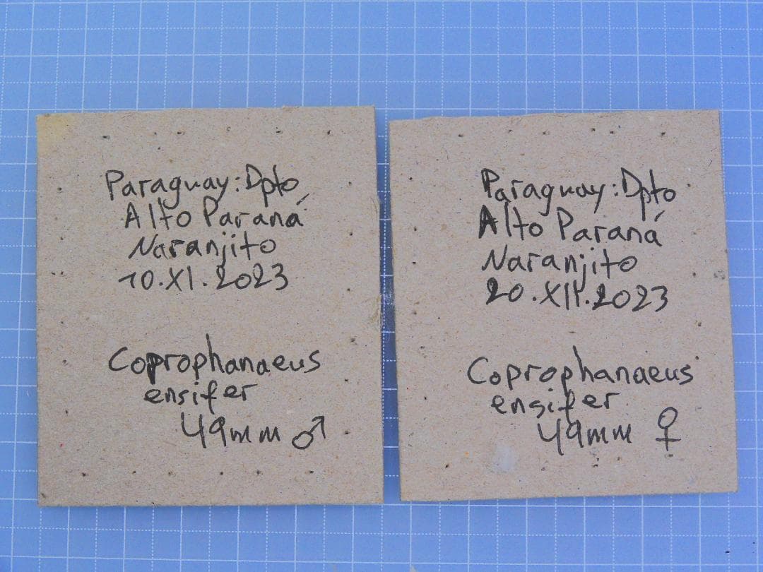 特大!! エンシフェールニジダイコクコガネ 49mm 49mm