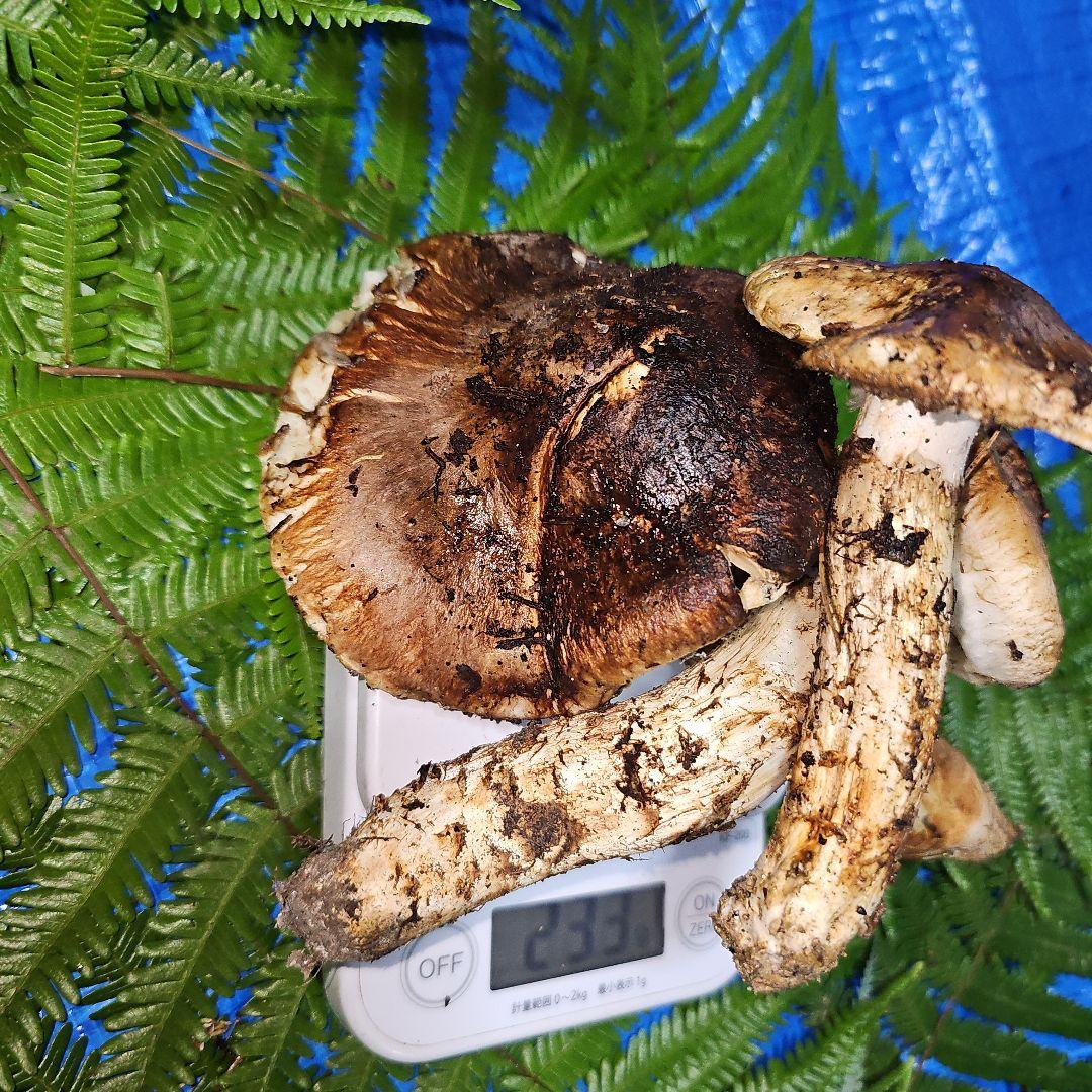 広島県産 松茸 233g