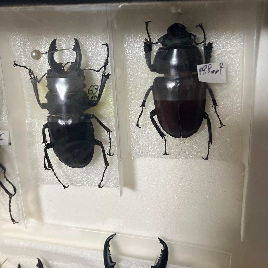 クワガタ標本セット フレーム付き