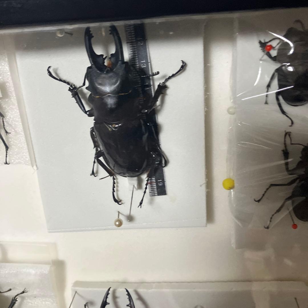 クワガタ標本セット フレーム付き