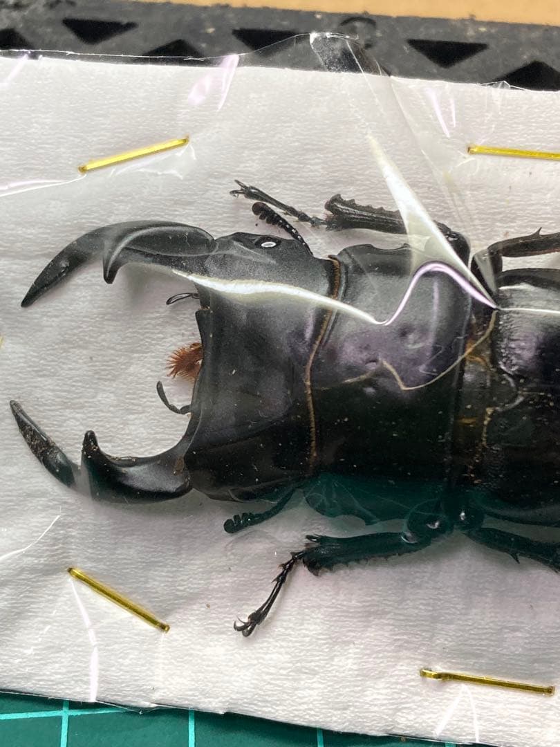 滋賀県産野外品オオクワガタ標本