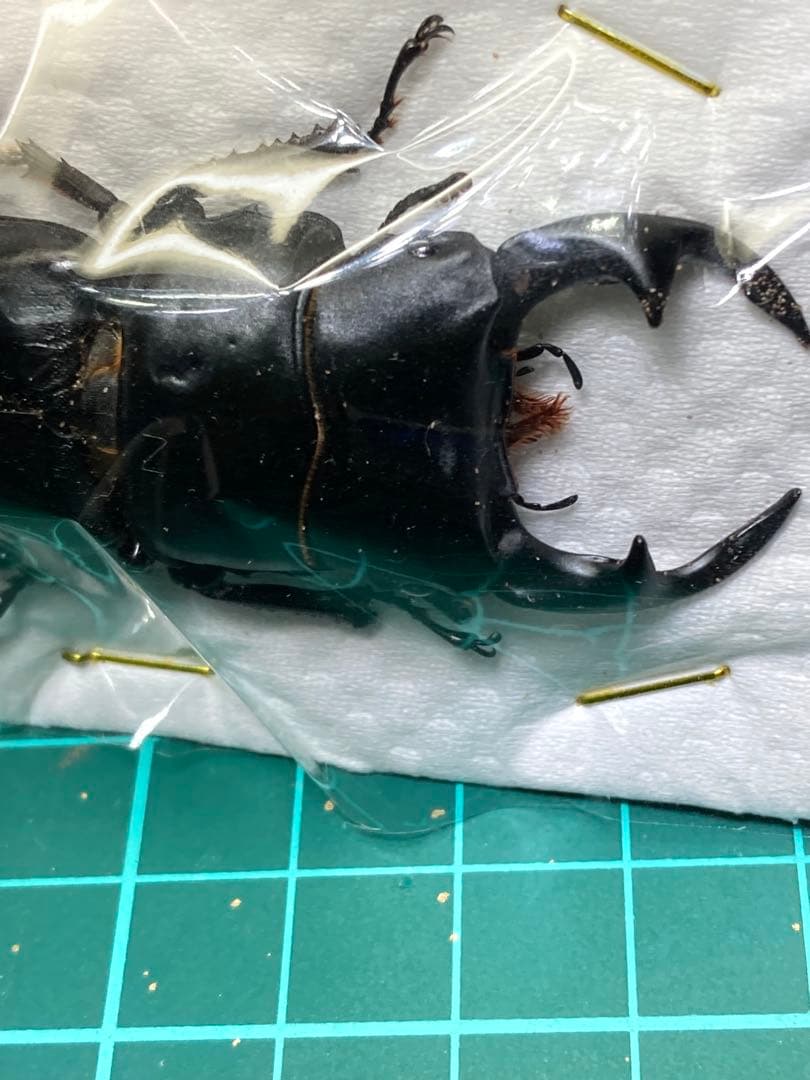 滋賀県産野外品オオクワガタ標本