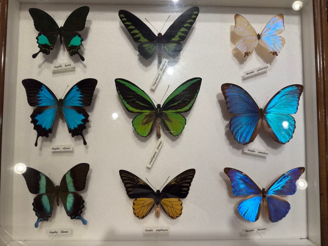 蝶の標本 多種類セット