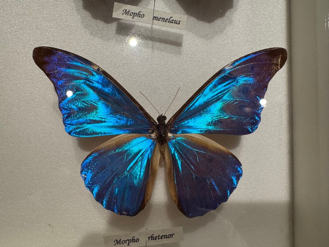 蝶の標本 多種類セット