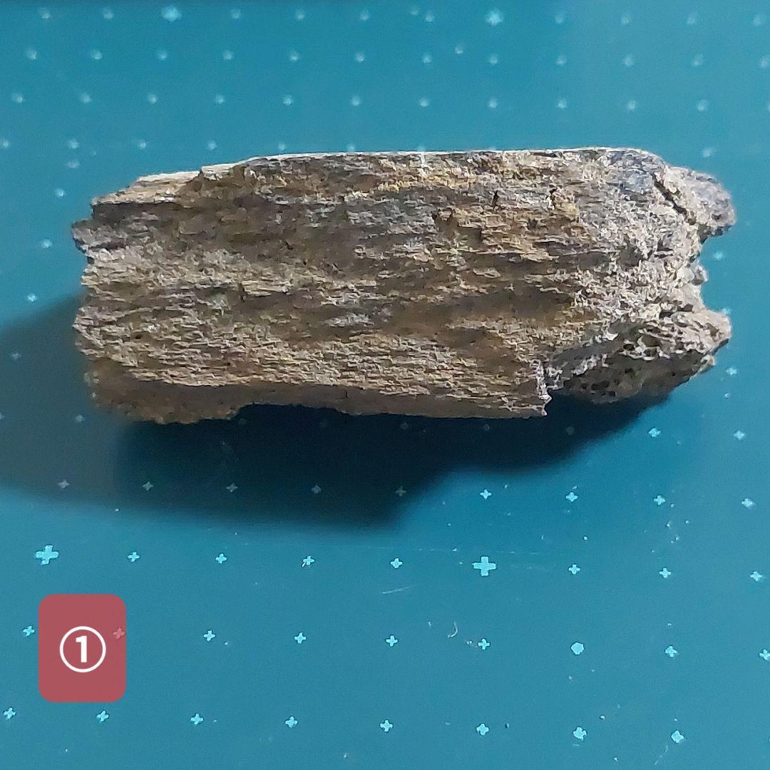 【未使用】カナダ　アルバータ州　恐竜　骨　化石　ティラノサウルス