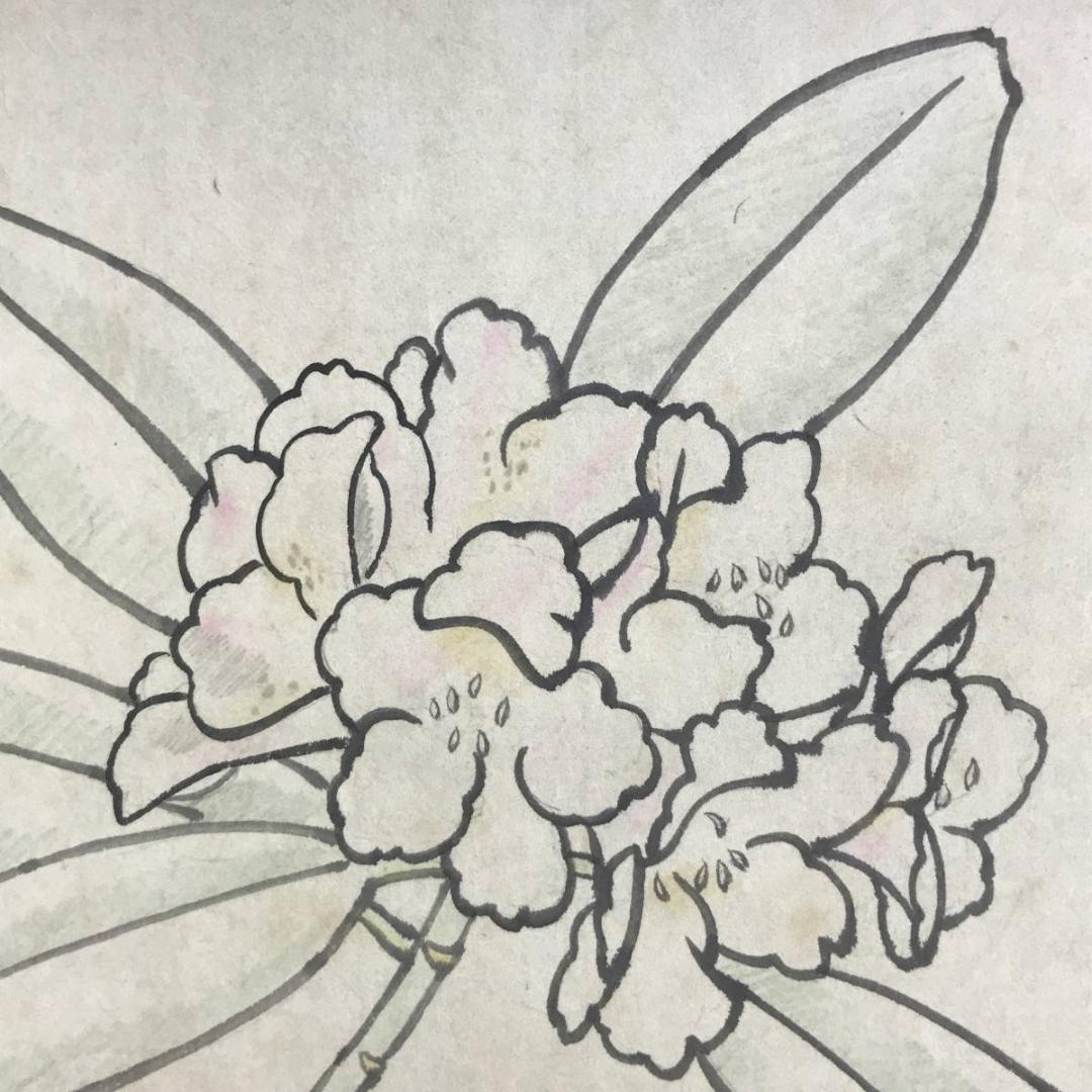 【真作】佐藤太清/石楠花図/シャクナゲ図/横物/掛軸/名家伝来/AD-297