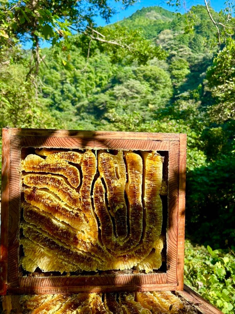 高知県産　生はちみつ　日本蜜蜂　非加熱　無添加