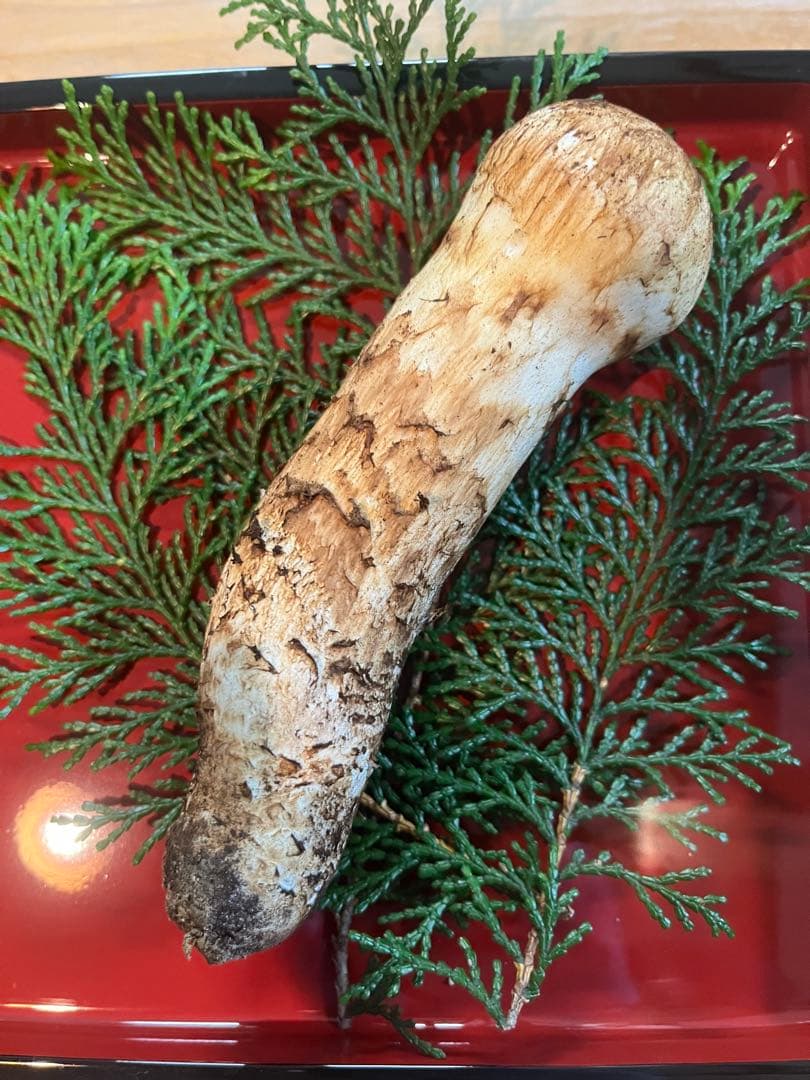 松茸110g（1本）長野県産松茸　南信州産松茸　国産松茸