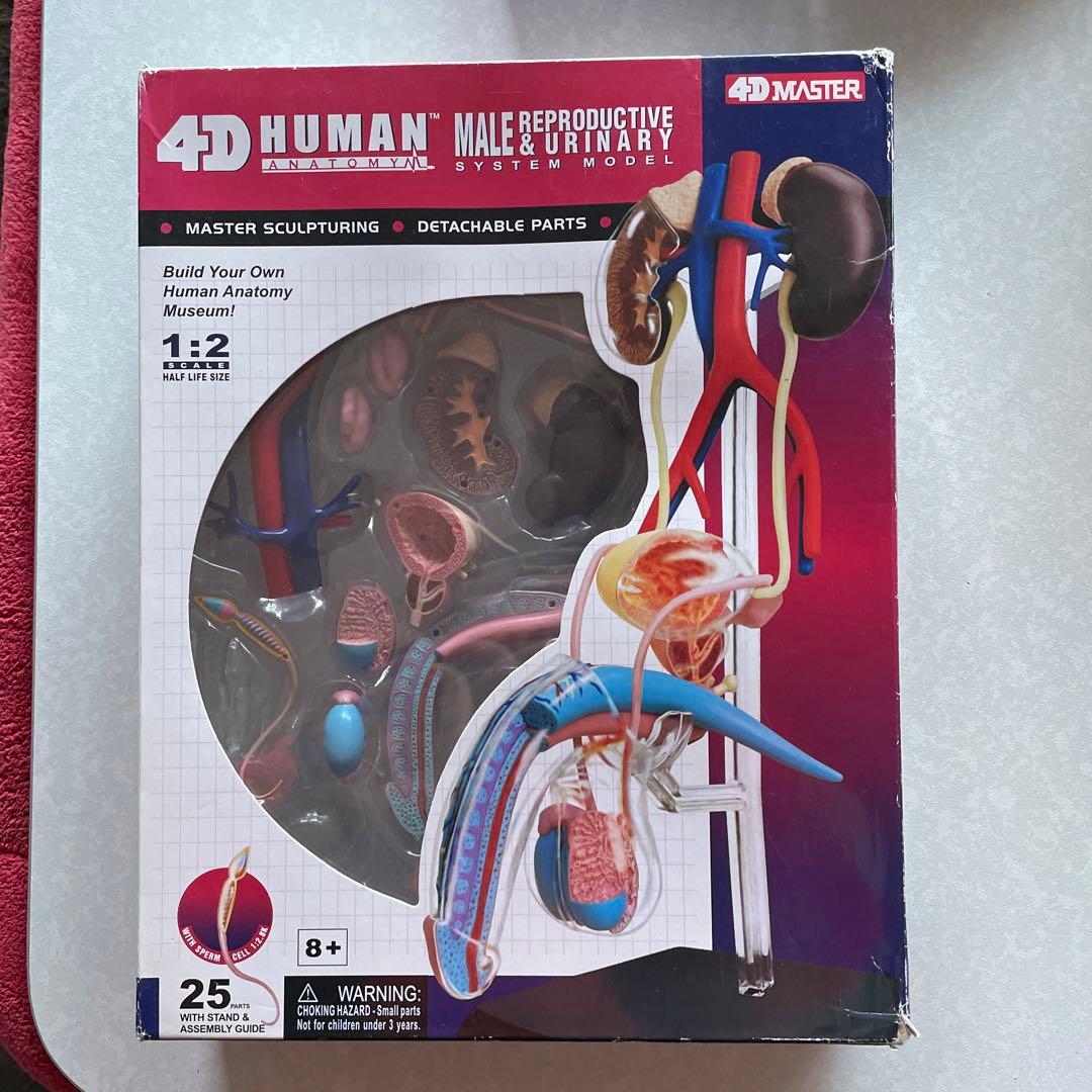 4D  HUMAN シリーズ