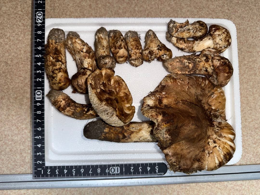 【11月12日午前7時まで】広島県産松茸　283グラム