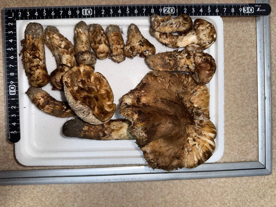 【11月12日午前7時まで】広島県産松茸　283グラム